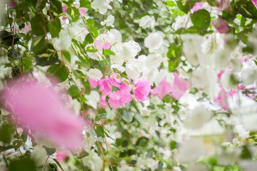 ブーゲンビレアの花の写真