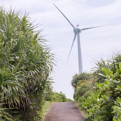 宮古島の風力発電に続く道の写真