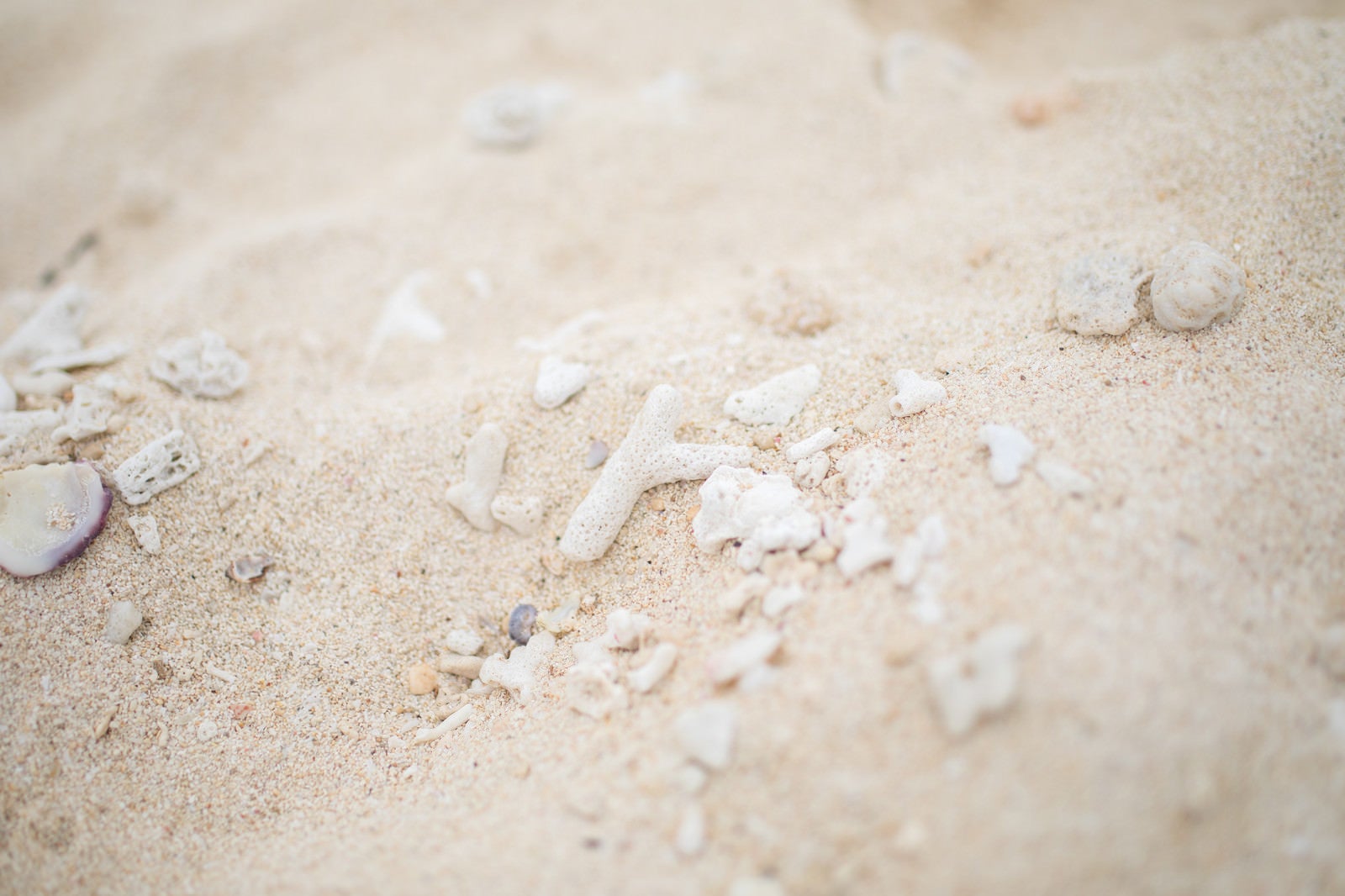 「砂浜に落ちている珊瑚」の写真