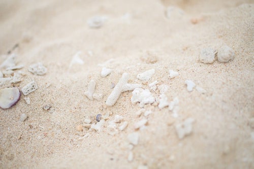 砂浜に落ちている珊瑚の写真