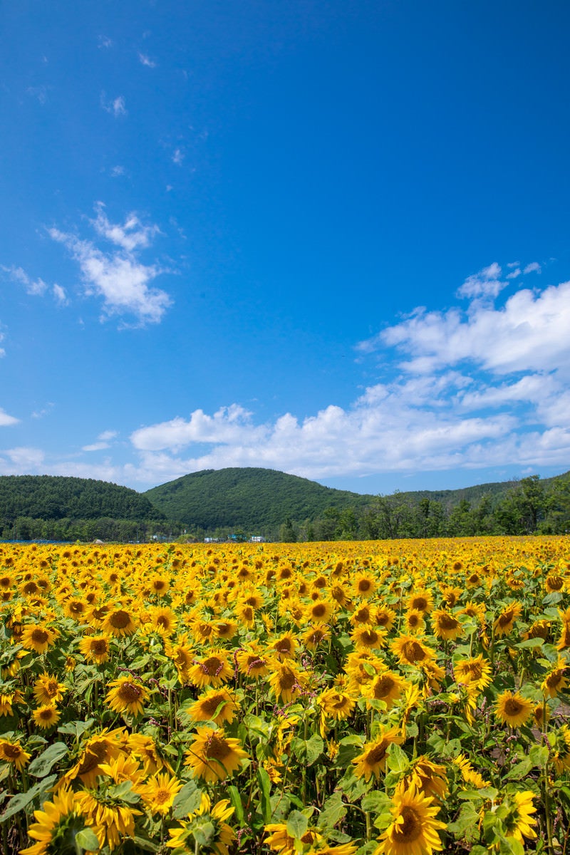 「よく晴れた夏日と向日葵畑」の写真