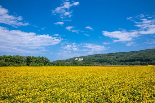 夏空の下の黄色い絨毯の写真