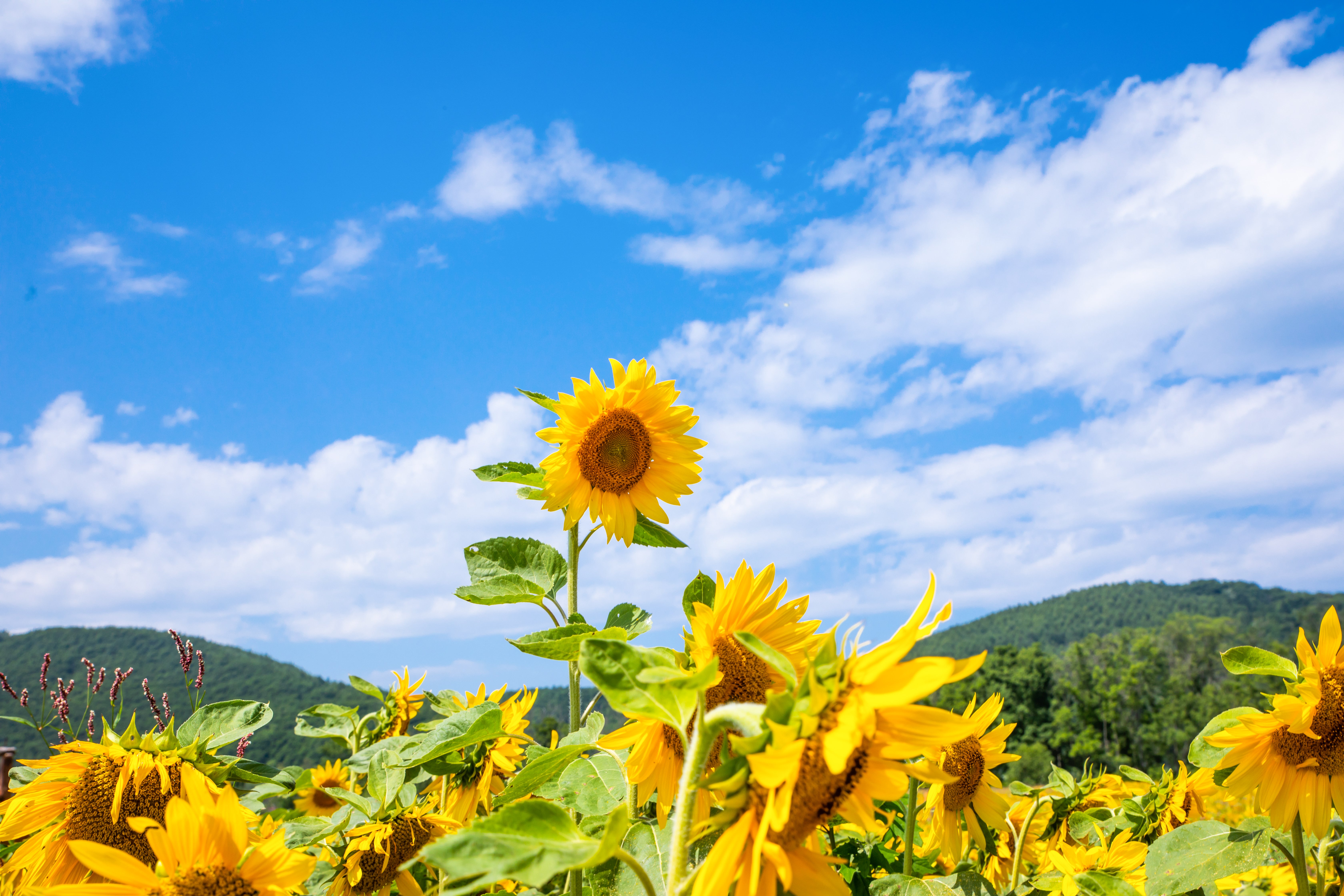 一本だけ発育の良い向日葵の無料の写真素材 - ID.74836｜フリー素材