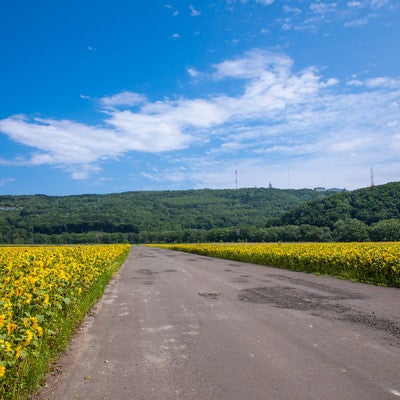 ヒマワリ畑の間を通る道路の写真