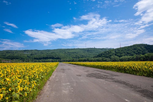 ヒマワリ畑の間を通る道路の写真
