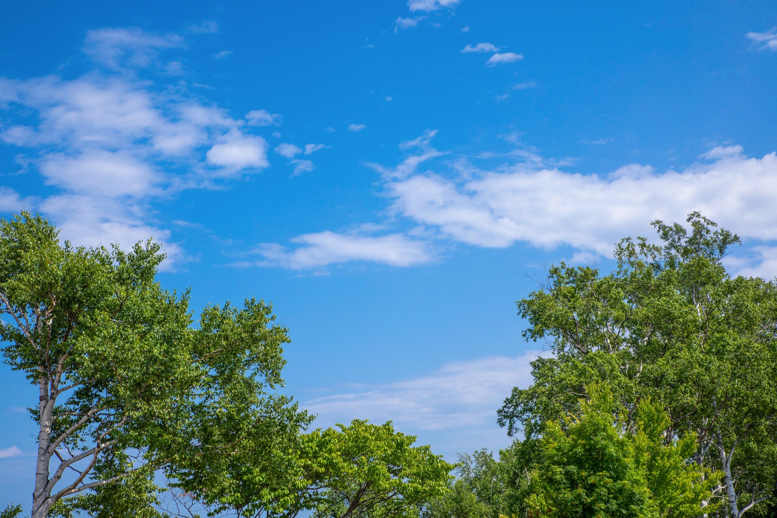 「青空と木々」の写真