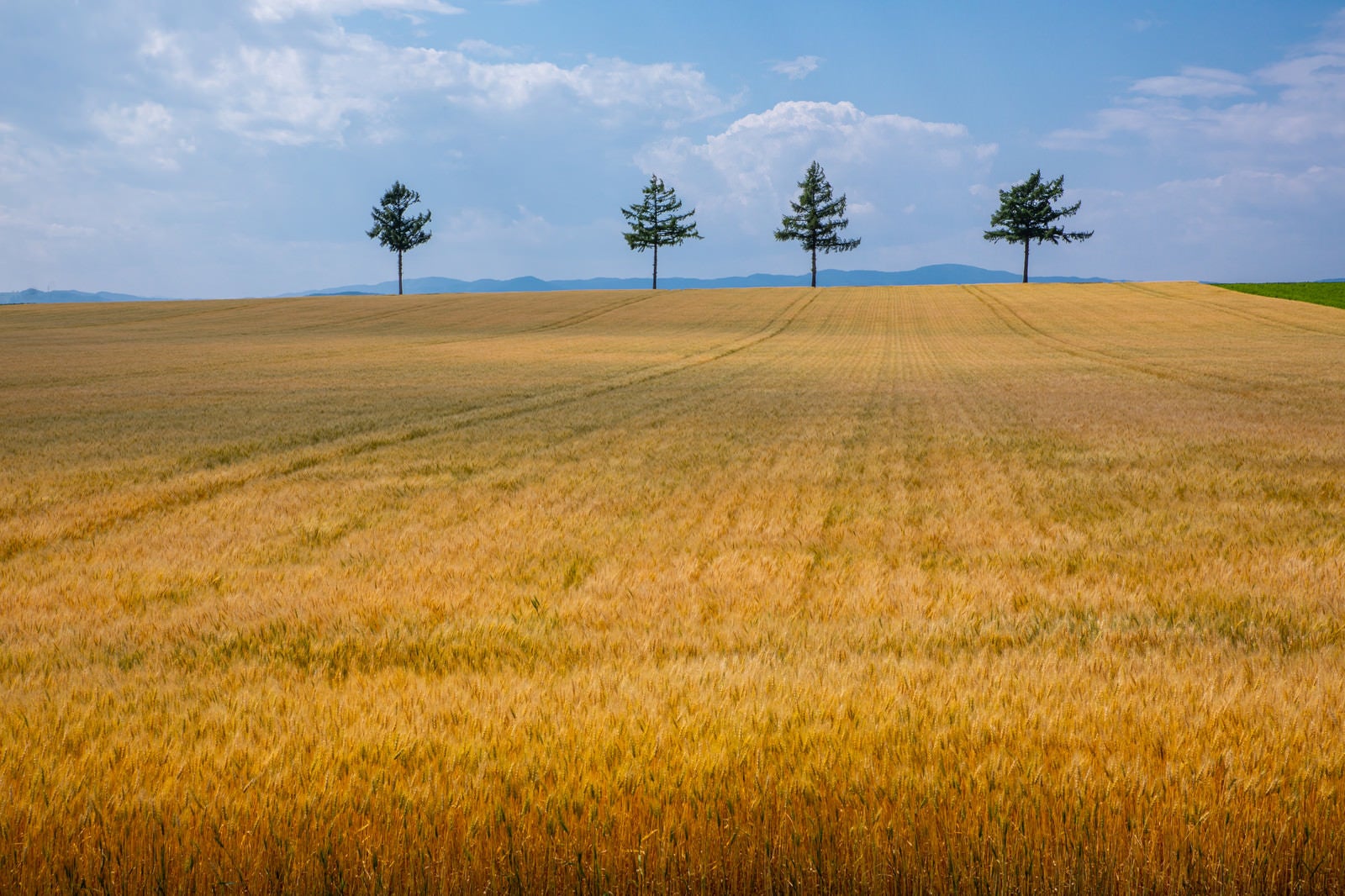 「広がる麦畑」の写真