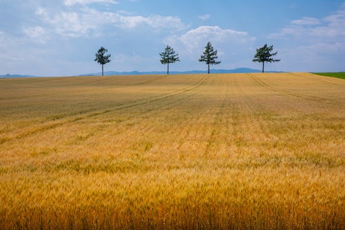 広がる麦畑の写真