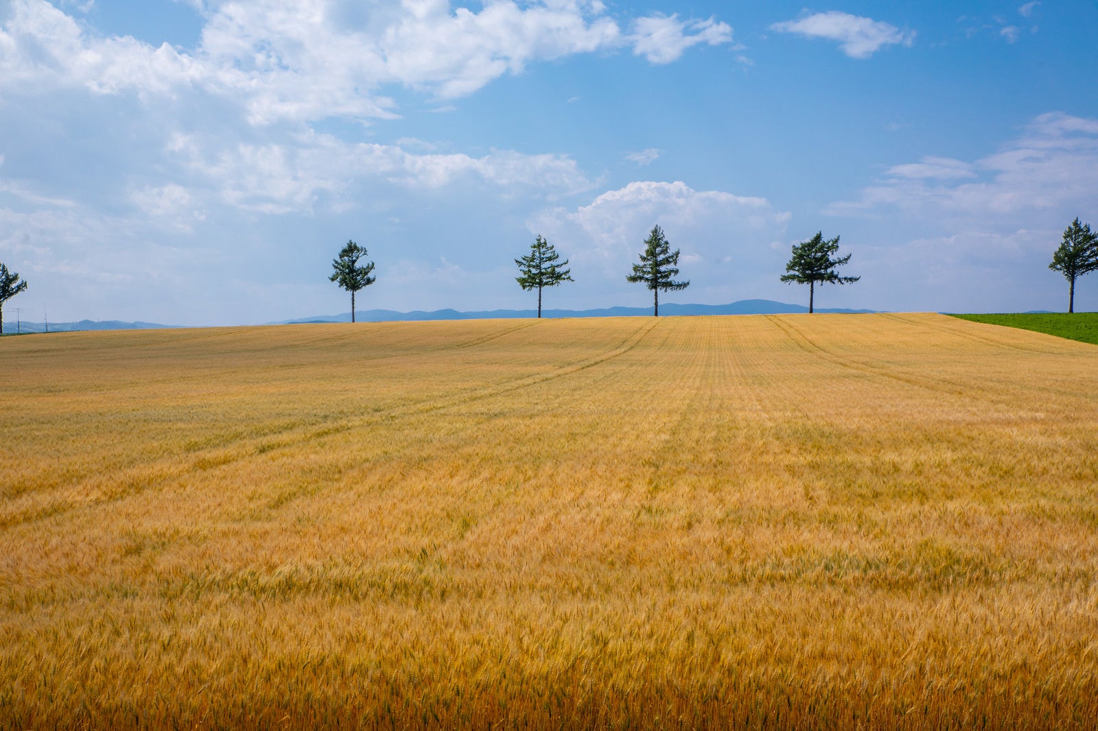 「果てしなく続く小麦畑」の写真
