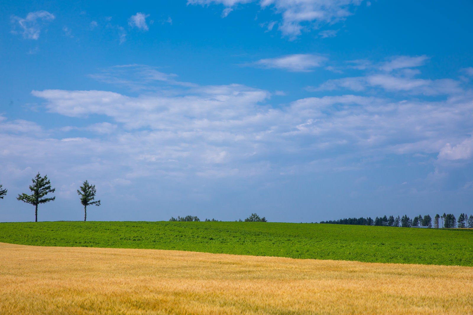「青空と草原と小麦畑 | フリー素材のぱくたそ」の写真