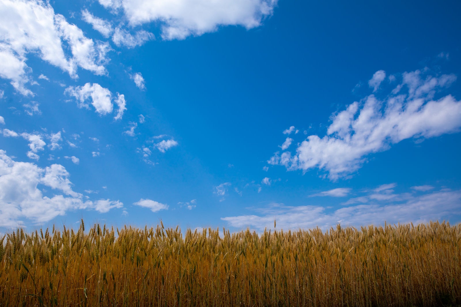 「青い空と大麦畑」の写真