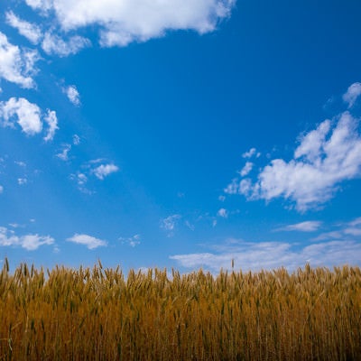 青い空と大麦畑の写真