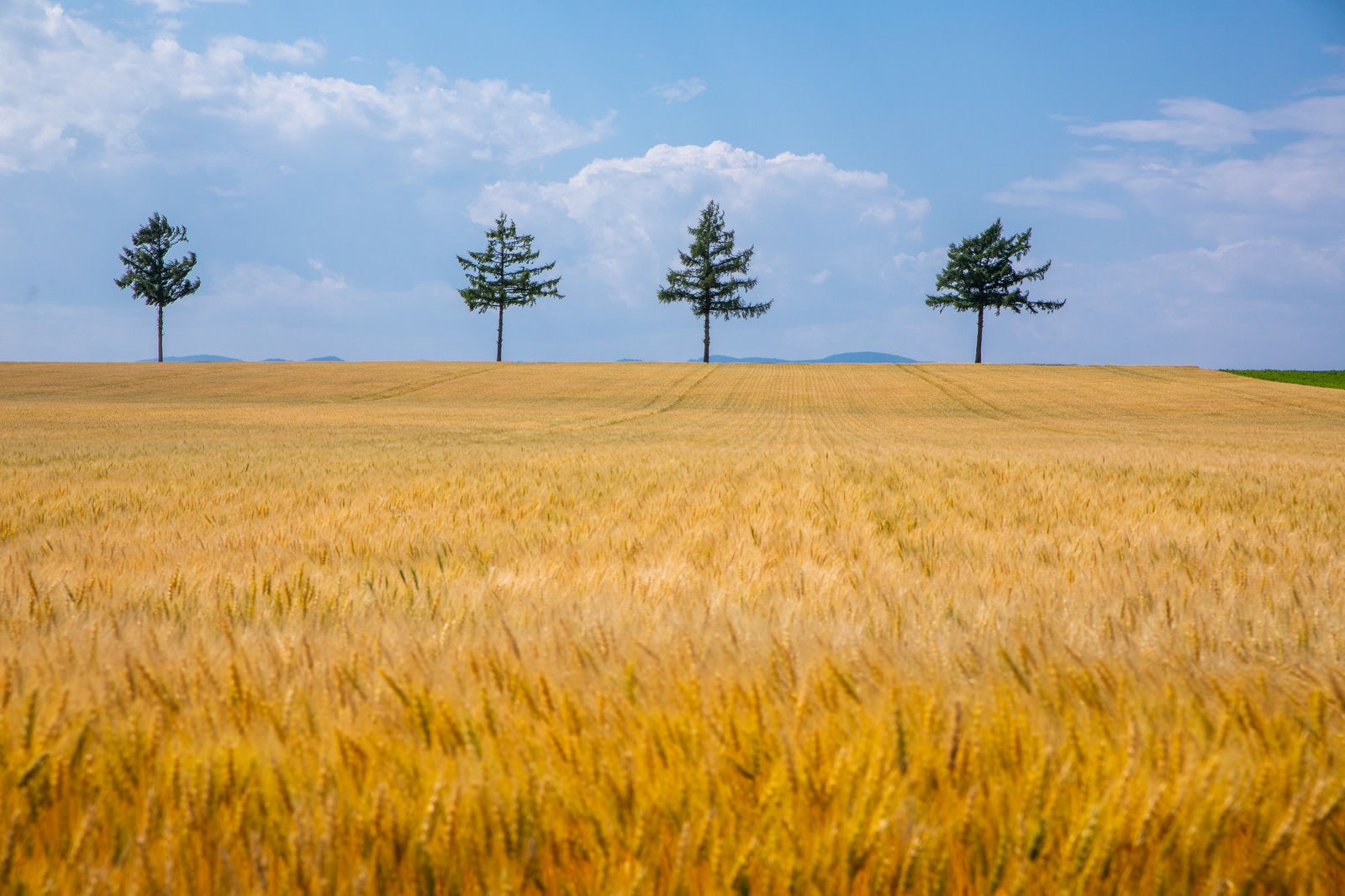 「黄金色に染まる麦畑」の写真
