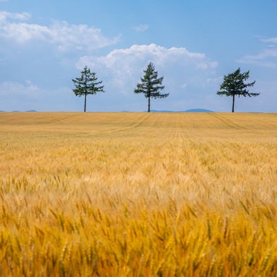 黄金色に染まる麦畑の写真