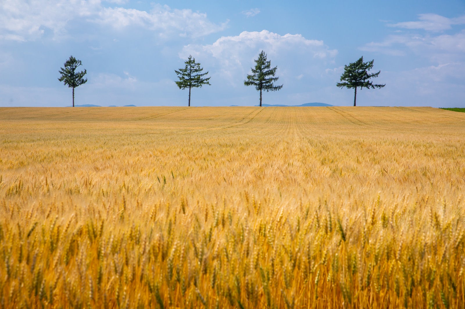 「黄金色に染まる小麦畑」の写真