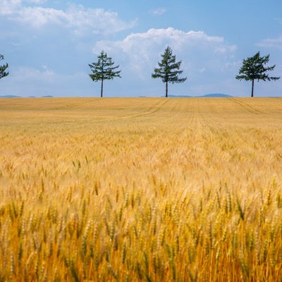 黄金色に染まる小麦畑の写真