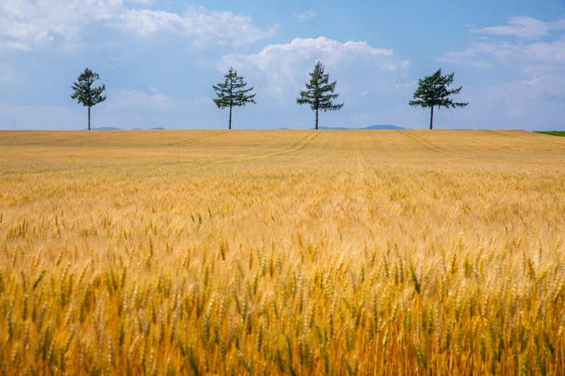 黄金色に染まる小麦畑の写真