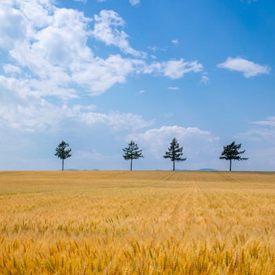 小麦畑と青い空の写真