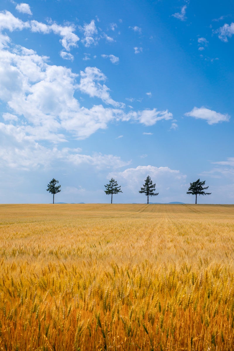 「小麦畑と青い空」の写真