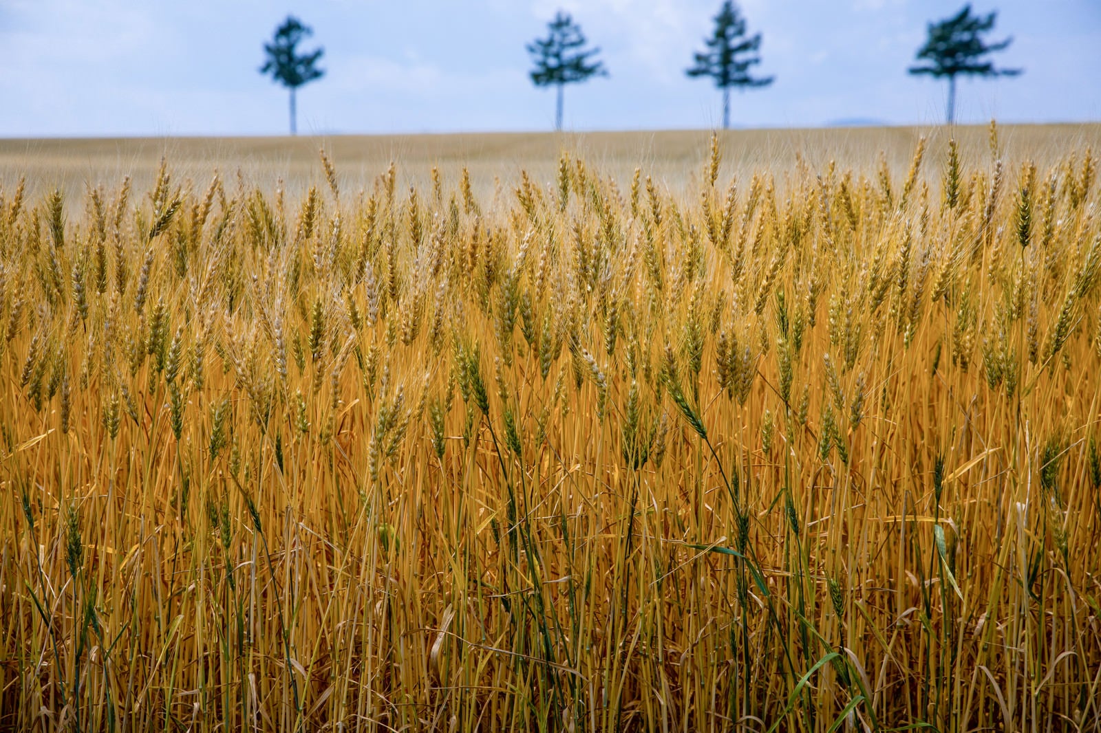 「収穫を迎える小麦畑」の写真