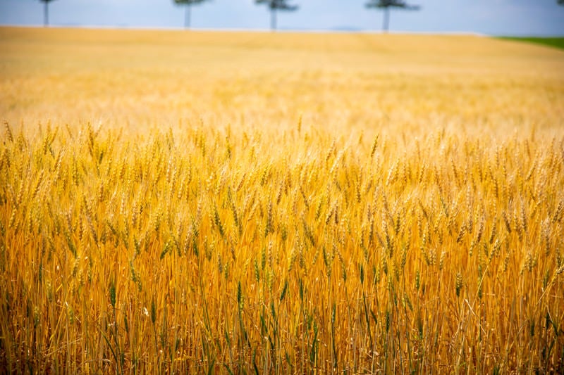 黄金色に輝く麦の写真