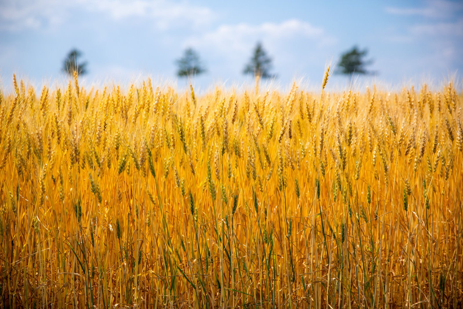 「黄金色に揺れる大麦畑」の写真