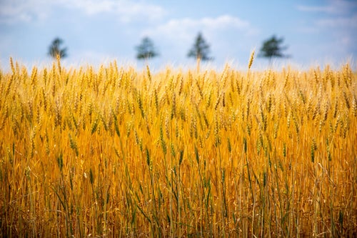 黄金色に揺れる大麦畑の写真