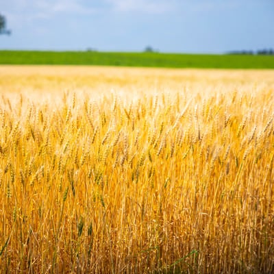 黄金色の小麦畑の写真