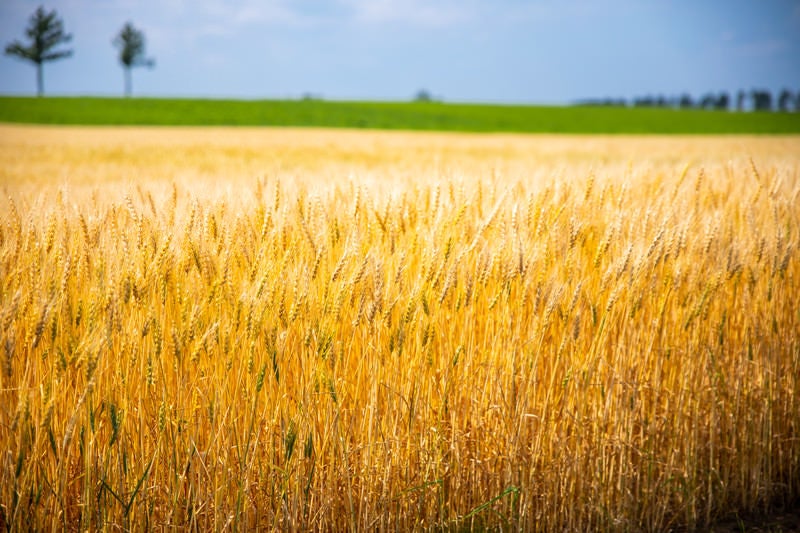 黄金色の小麦畑の写真