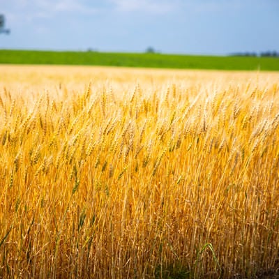 黄金色に穂を揺らす麦畑の写真