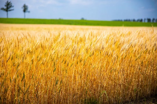 黄金色に穂を揺らす麦畑の写真