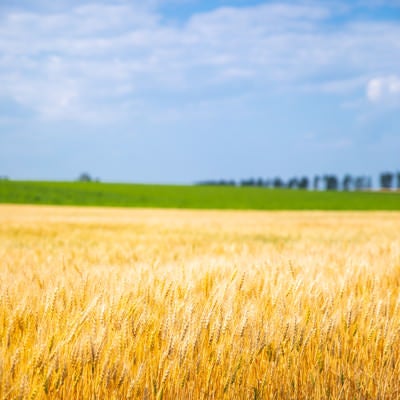 広大な大地と黄金色の麦畑の写真