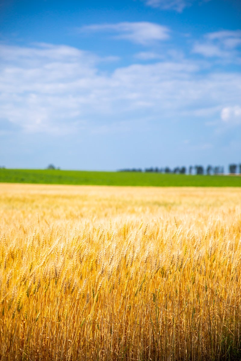 「広大な大地と黄金色の麦畑」の写真