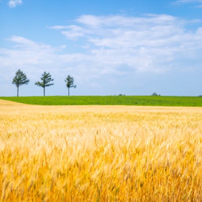 収穫期を迎える小麦畑の写真