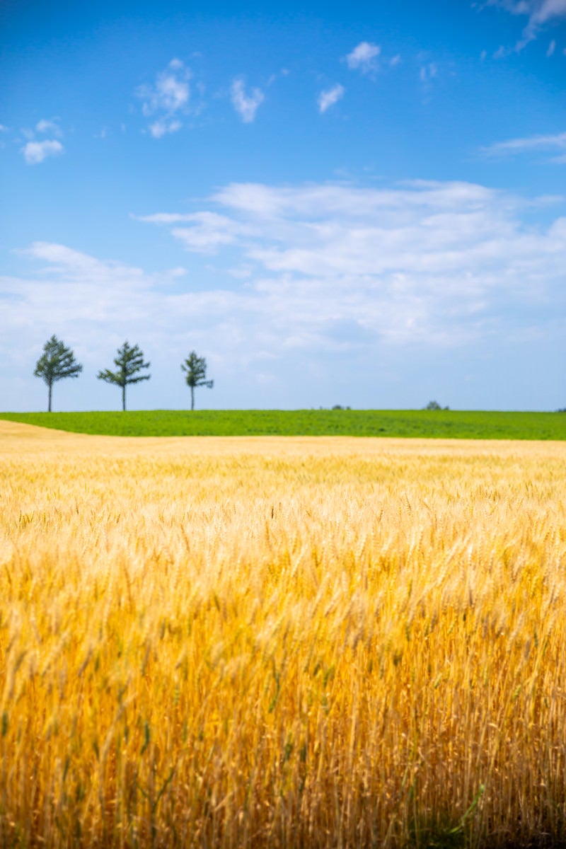「収穫期を迎える小麦畑」の写真
