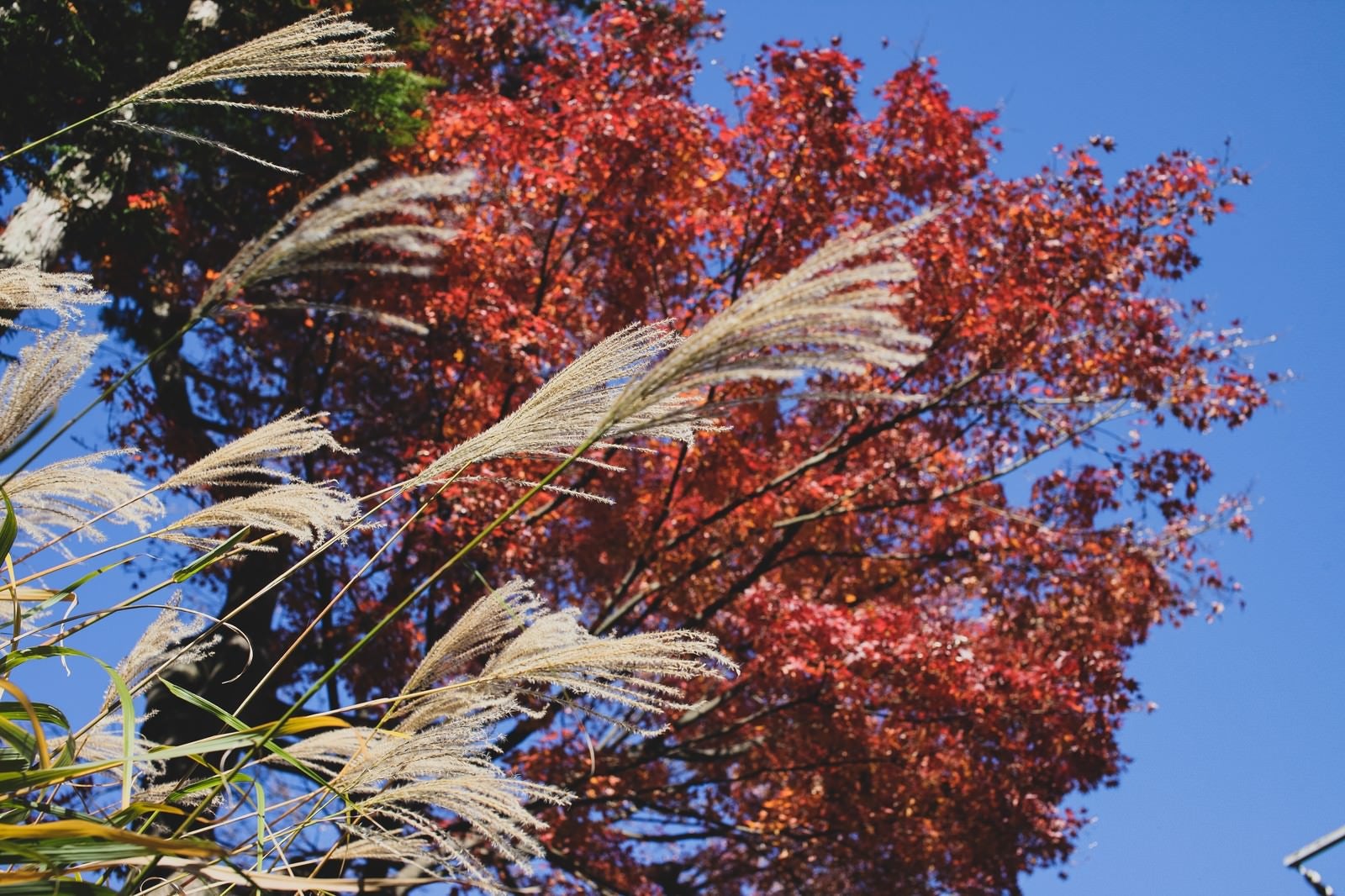 「秋真っ盛りの彩り」の写真