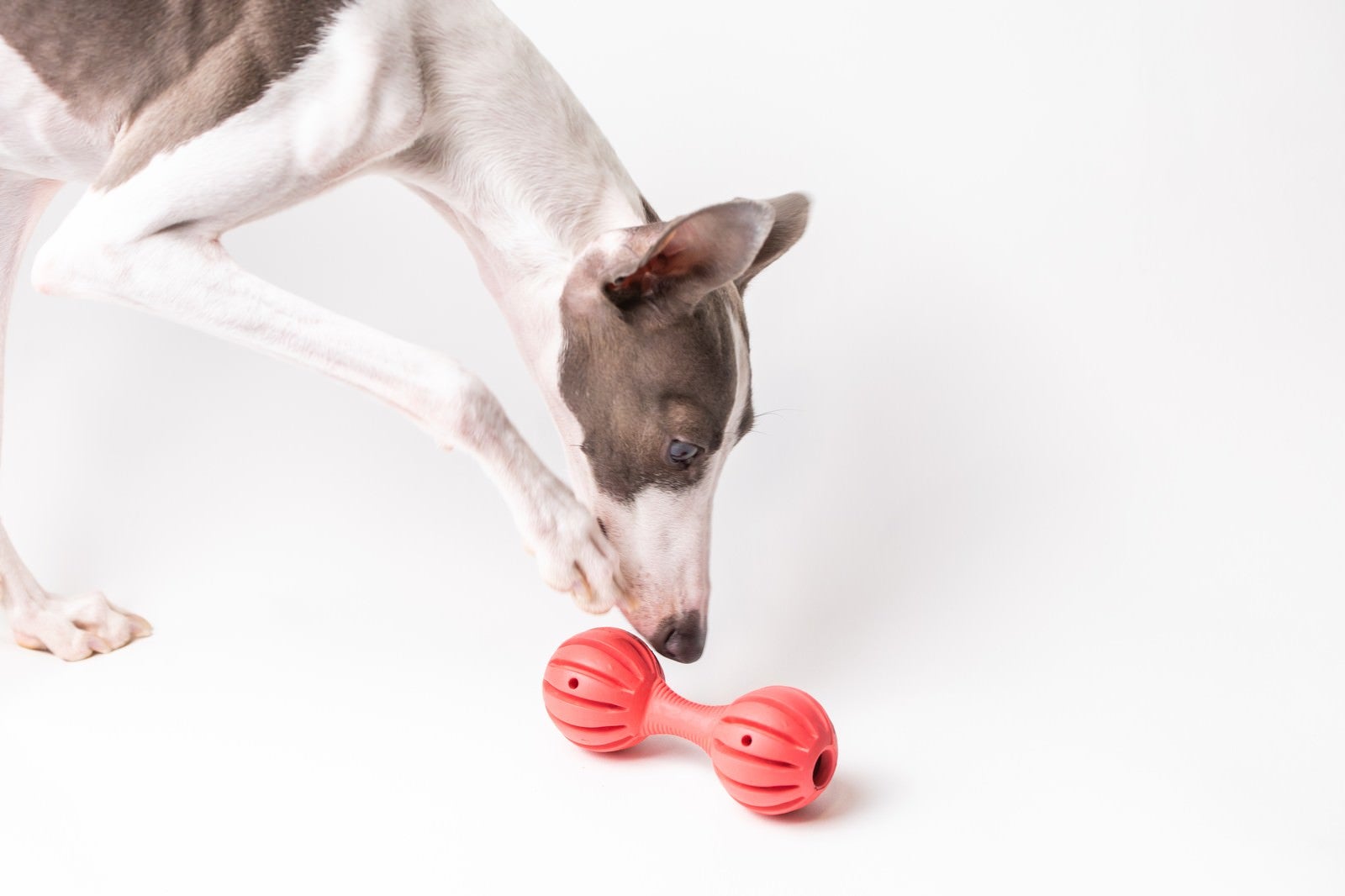 「知育おもちゃが気になる犬」の写真