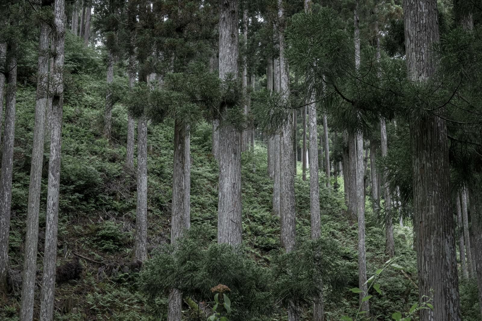 「斜面に生える木々」の写真