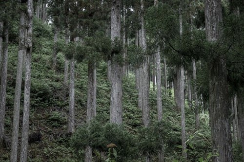 斜面に生える木々の写真