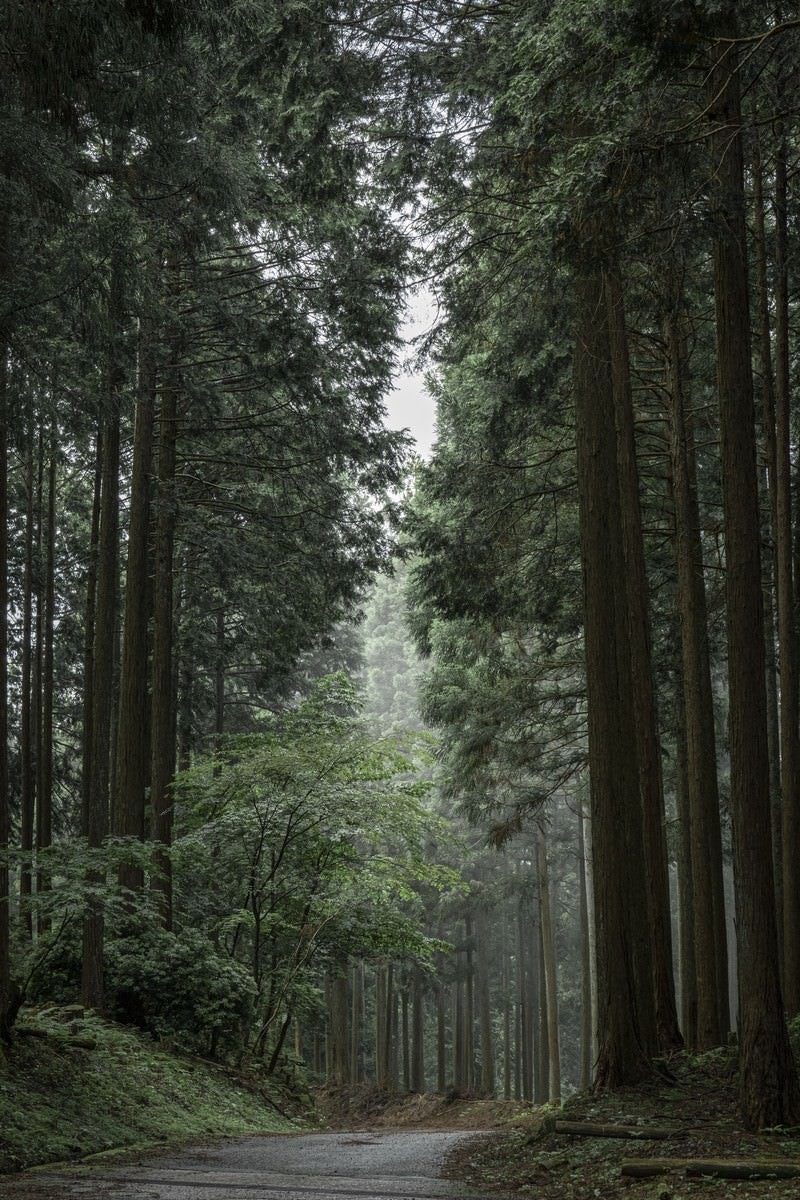 「森の中を行く」の写真