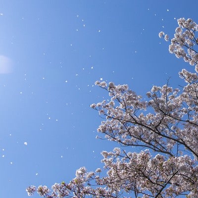 桜ひらり舞う春の空の写真