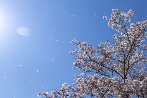 桜ひらり舞う春の空の写真