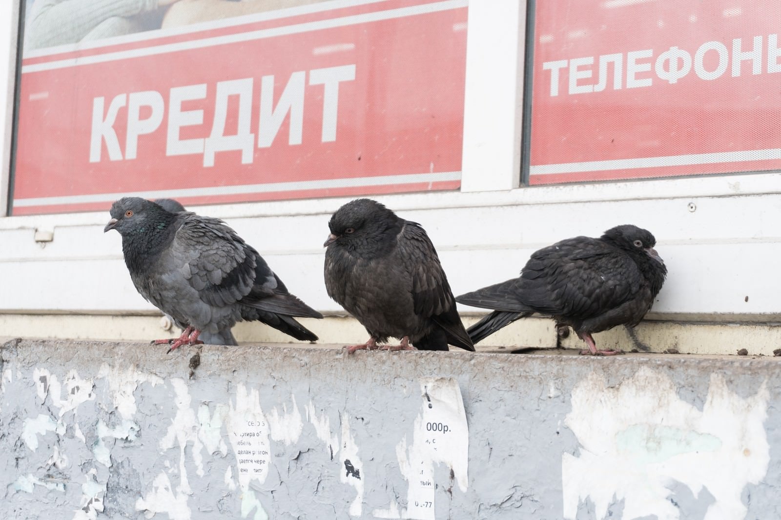 「厚みが違うロシアの鳩」の写真
