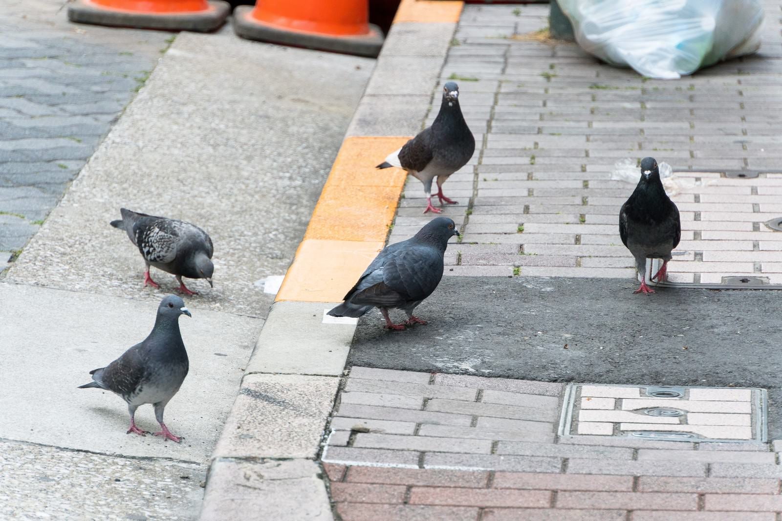 「生ごみの日に集まってきた日本の鳩」の写真
