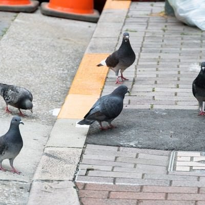 生ごみの日に集まってきた日本の鳩の写真