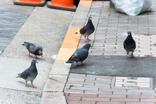 生ごみの日に集まってきた日本の鳩の写真