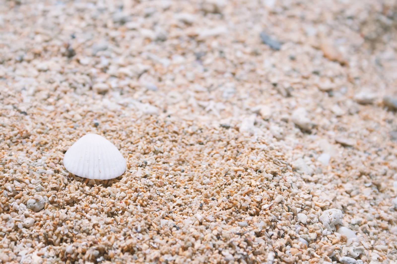 「砂浜と貝殻」の写真