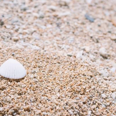 砂浜と貝殻の写真