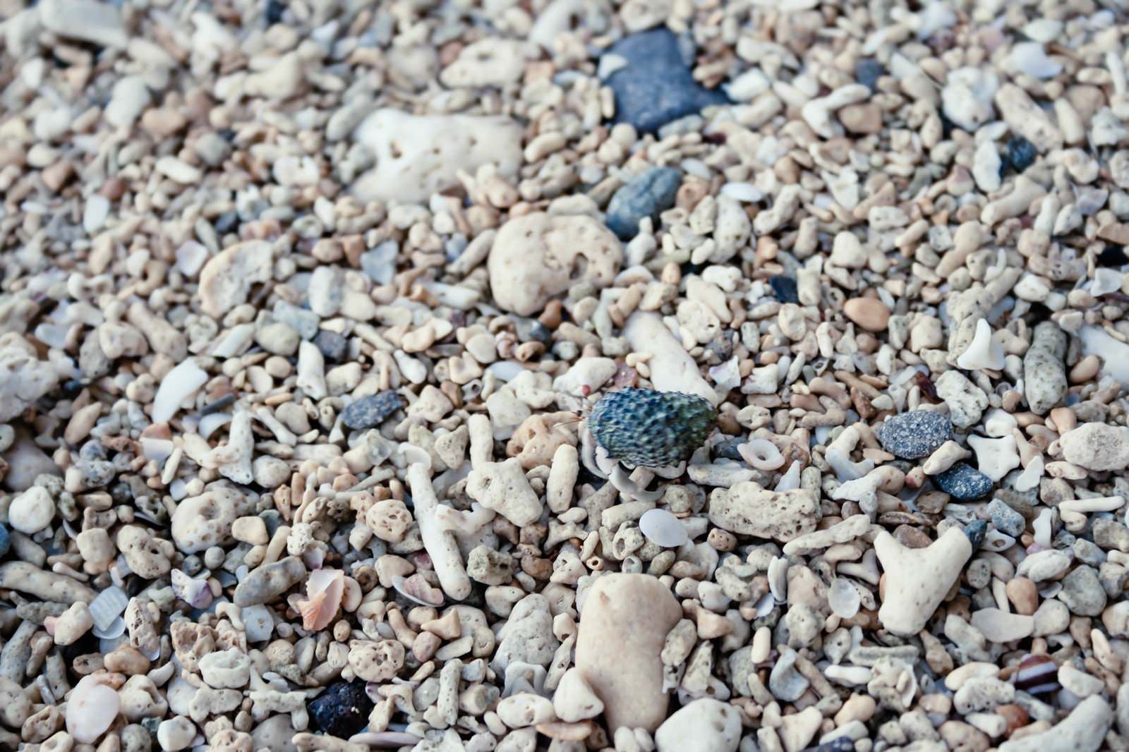 「海岸の貝殻」の写真
