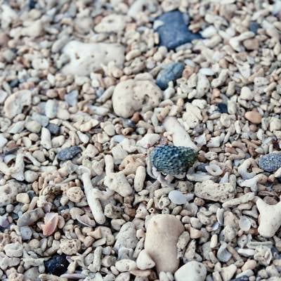 海岸の貝殻の写真